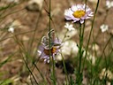 Alpine on Asters