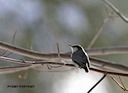 Pigmy Nuthatch