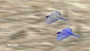 Western Bluebirds