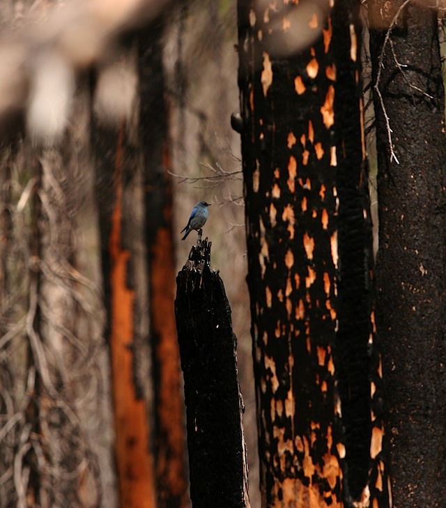 Bluebird burn