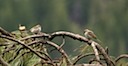 chipping sparrow