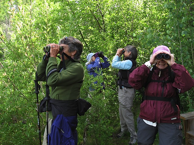 Gray Jays looking