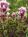 White Magenta Paintbrush